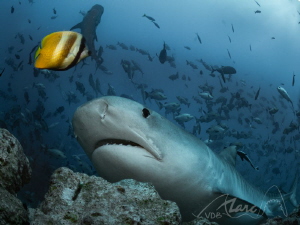 yellowstip by Marc Van Den Broeck 